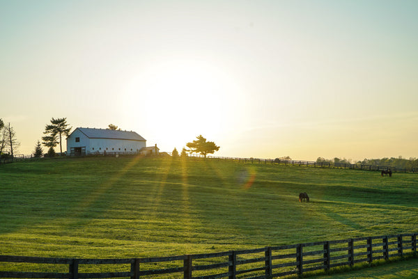 Our Grass-Fed Protein